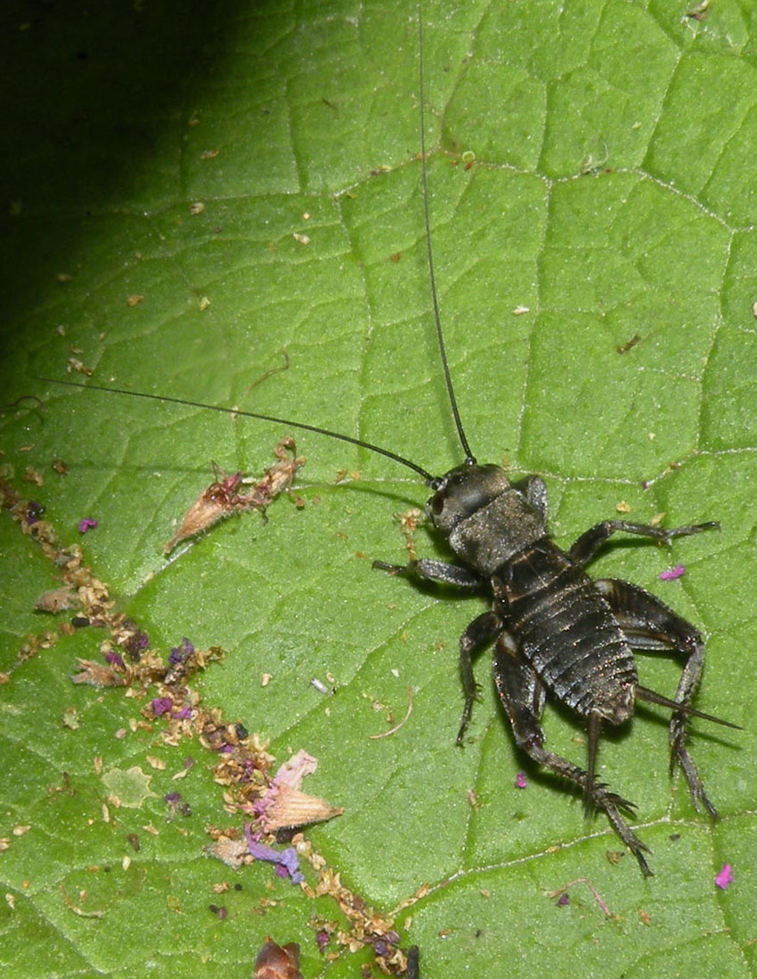 Grillo nero: Melanogryllus desertus (ninfa)